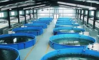 我們要養魚,我們也要環保 一文秒懂 工廠化水產養殖系統
